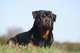 ROTTWEILER 599